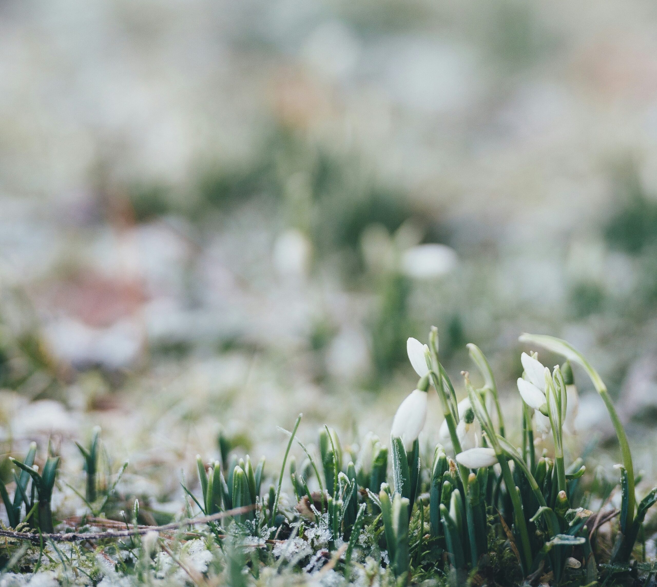 Spring Into Renewal